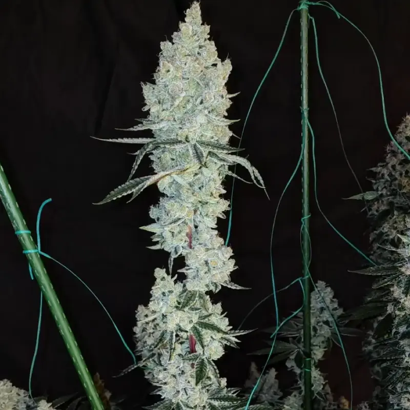Lemon Cherry Pie R1, Фасовка: 5